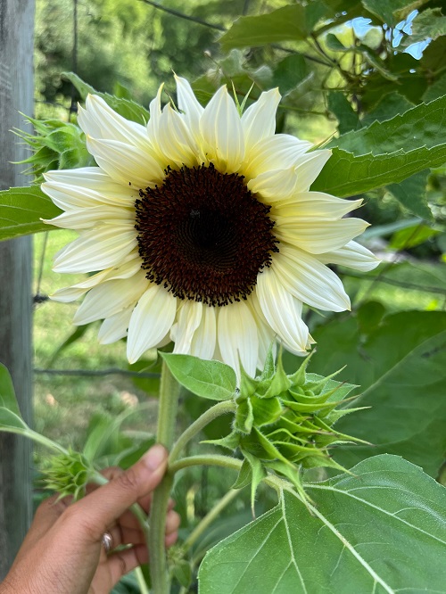 White Sunflowers 1