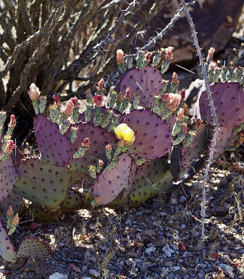 Purple Cactus 3