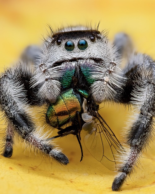 Jumping Spider Varieties with Long Lifespan
