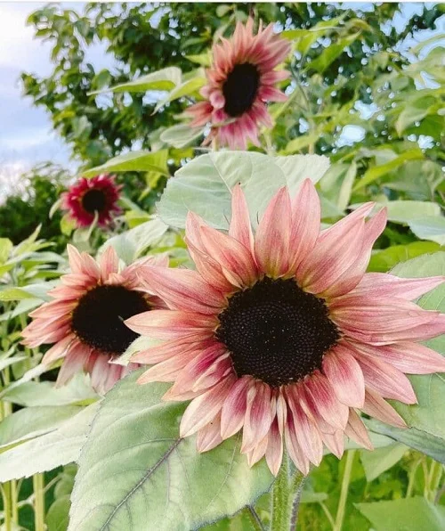 Pink Sunflowers 8