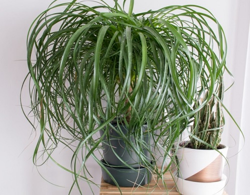 Plants That Look Like Hair 5