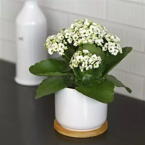 White Flower Arrangements 13