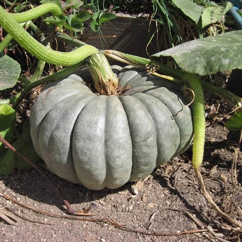 Queensland Pumpkin