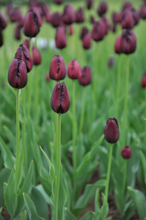 Black Tulips Varieties 11