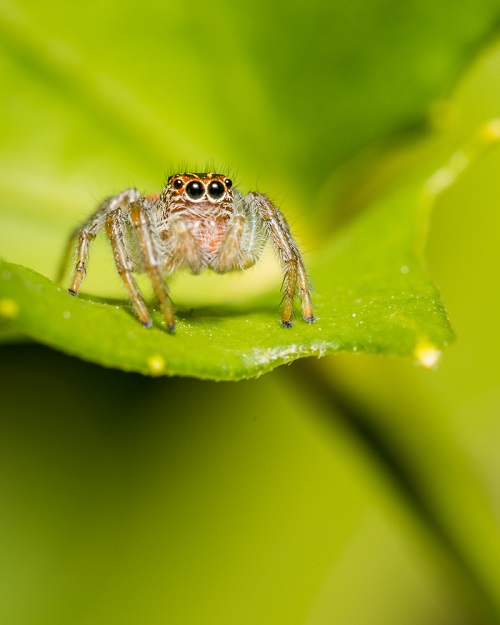 How Long Do Jumping Spiders Live 1
