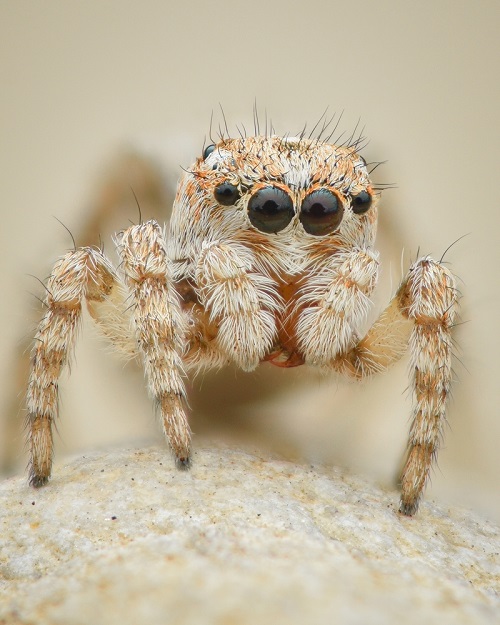 How Long Do Jumping Spiders Live 3