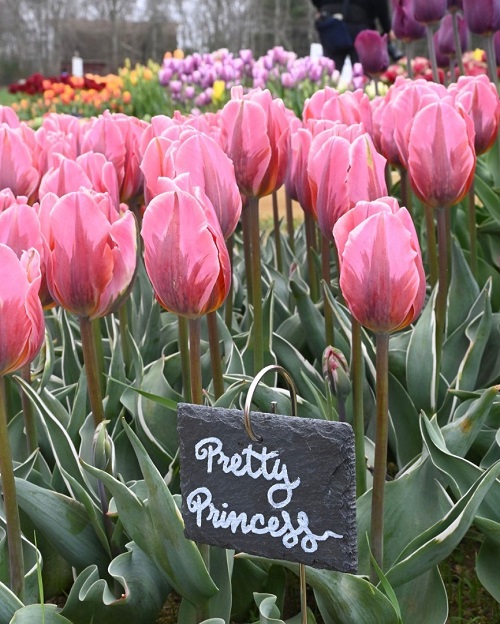 Pink Tulips 3