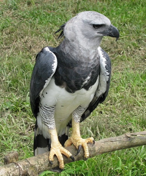 New Guinea Hawk-Eagle