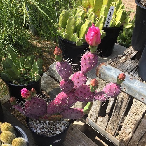 Purple Cactus 1