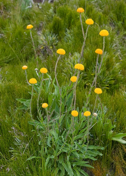 Small Yellow Flowers 1