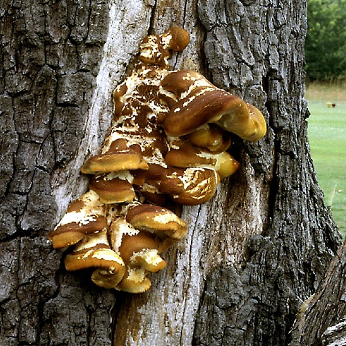 Mushrooms That Grow on Oak Trees 5