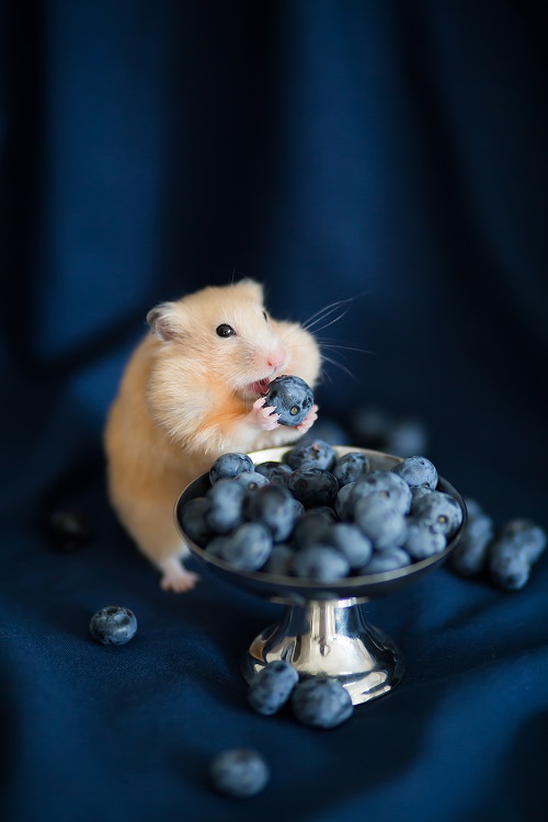 Can Hamsters Eat Blueberries 3