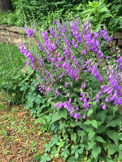Purple Bell Flowers 9