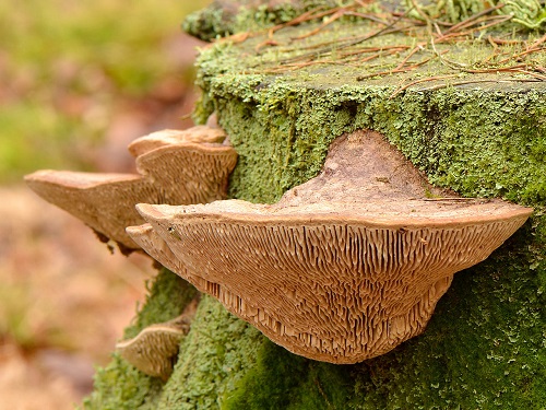 Mushrooms That Grow on Oak Trees 9