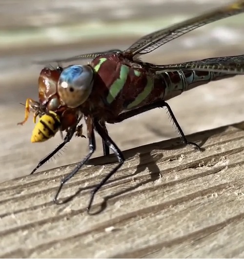 Do Dragonflies Eat Wasps? 2