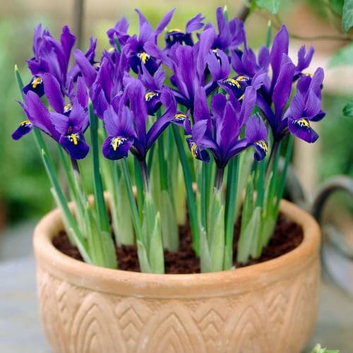 Types of March Flowers 7