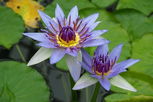 Blue Lilies