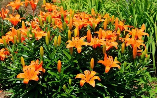 Orange Lilies 5