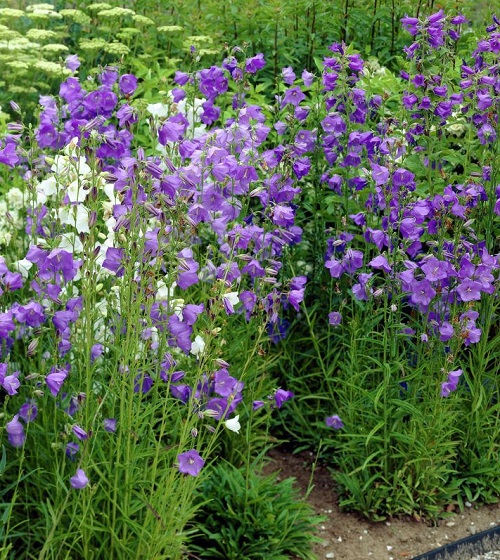 Purple Bell Flowers 3