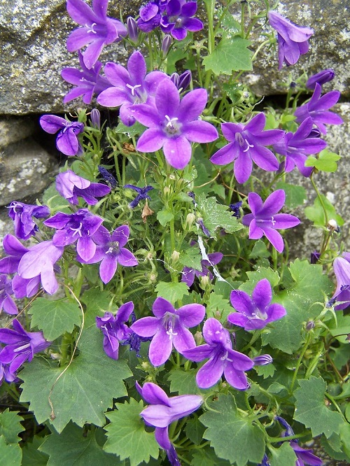 Purple Bell Flowers 7