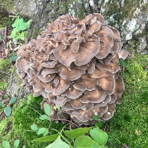 Mushrooms That Grow on Oak Trees 1