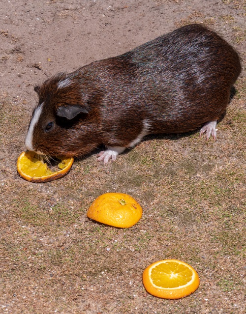 Can Guinea Pigs Eat Oranges? 2