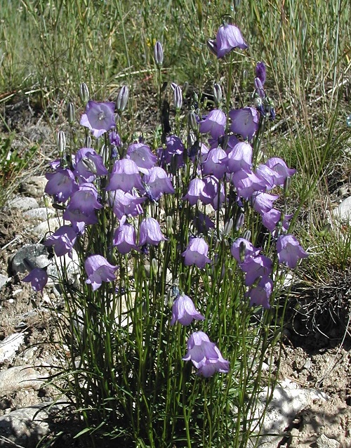 Purple Bell Flowers 1