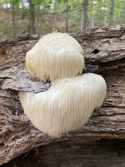 Mushrooms That Grow on Oak Trees 3