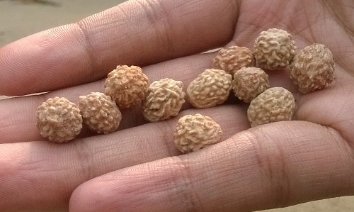 Seeds That Look Like a Brain 7