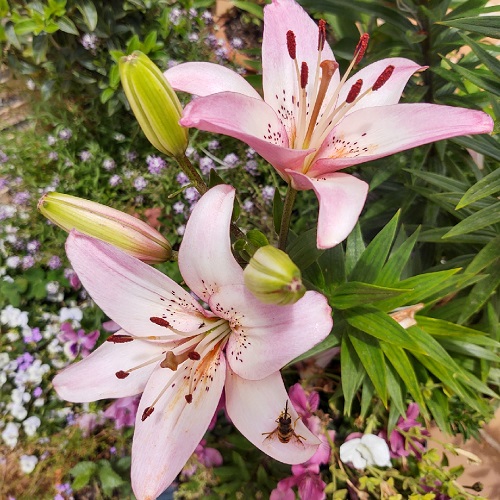 Pink Lilies 15