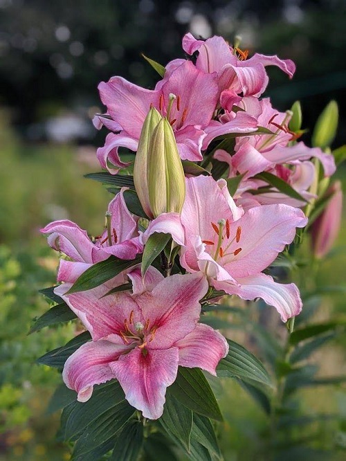 Pink Lilies 19