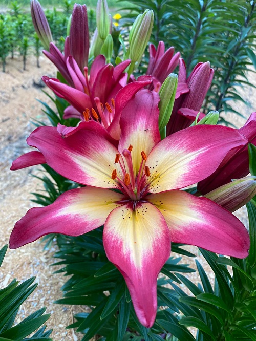 Pink Lilies 9