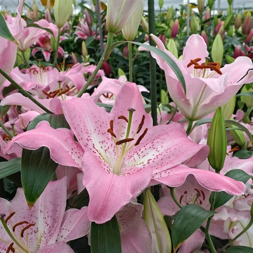 Pink Lilies 5