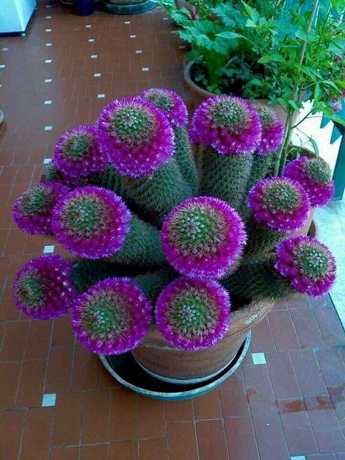 Purple Cactusv 7