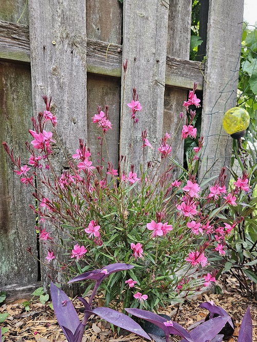 Tiny Pink Flowers on Long Stems 9