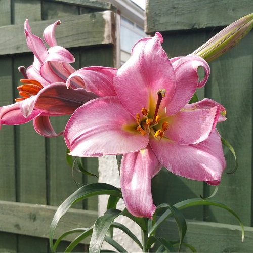 Pink Lilies 3