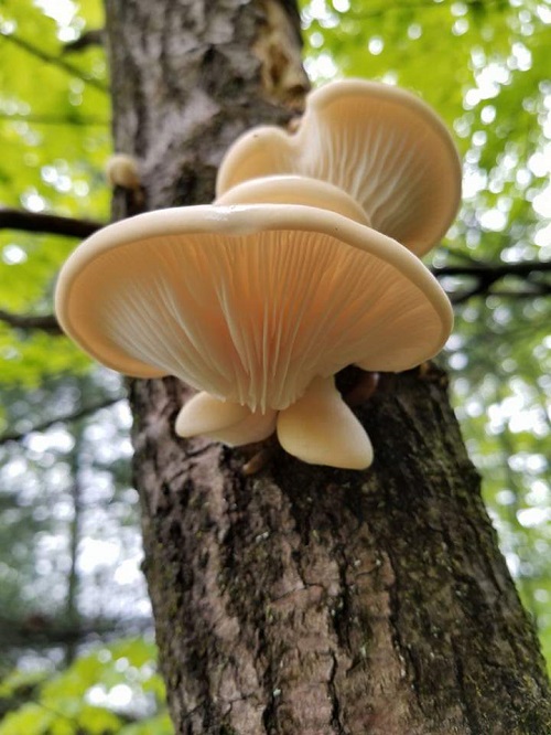 Mushrooms That Grow on Oak Trees 7