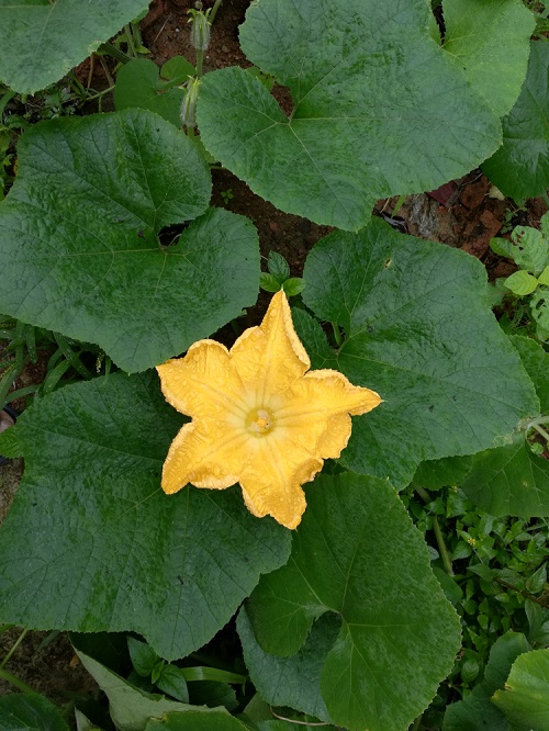 What Does a Pumpkin Plant Look Like 3