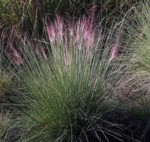 Grass with Purple Flowers 3