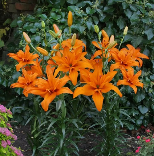 Orange Lilies 1