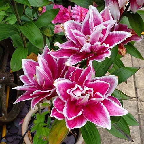 Pink Lilies 17