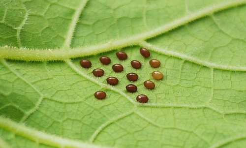 Insect Eggs That Look Like Seeds 3