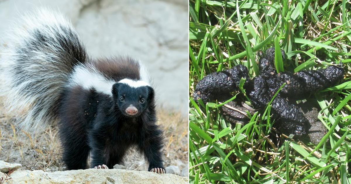 What Does Skunk Poop Look Like? How To Clean Skunk Poop?