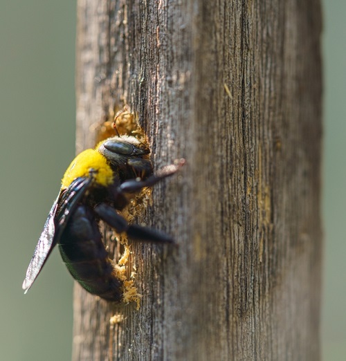 Carpenter Bee vs. Bumblebee 3