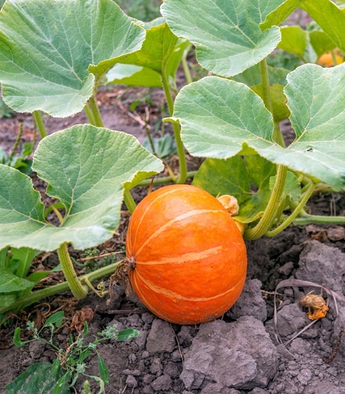 What Does a Pumpkin Plant Look Like 2
