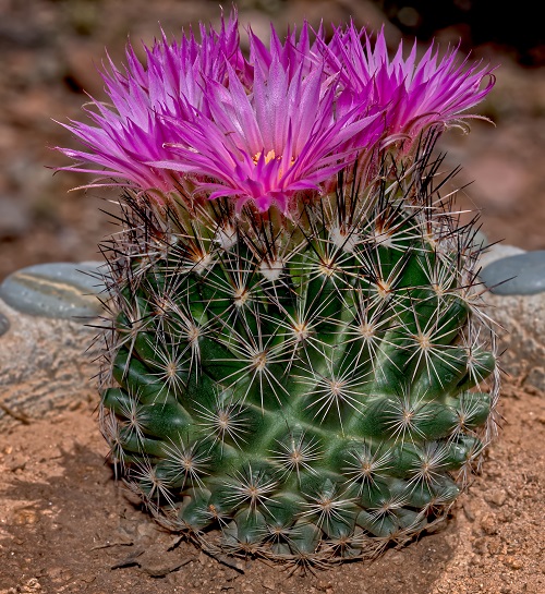 Purple Cactus 5