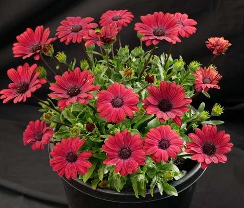 Red Daisies 1