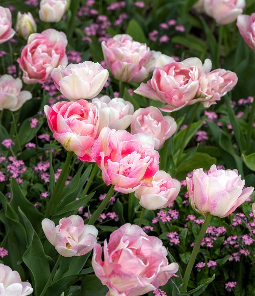 stunning Pink Tulips in Spring