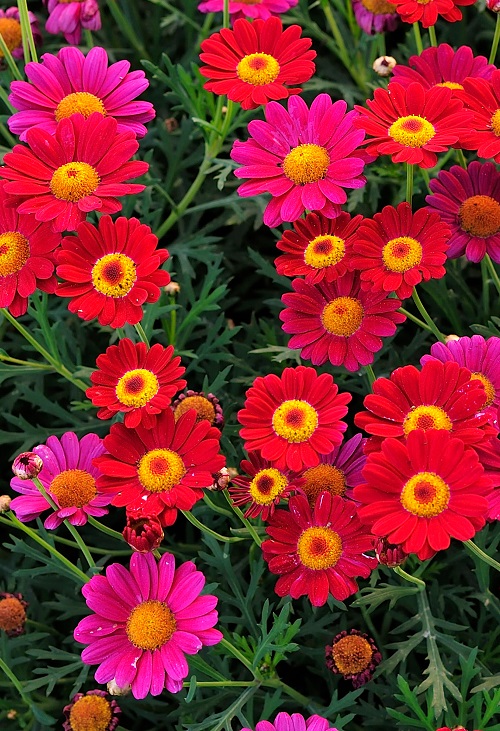 Red Daisies 7