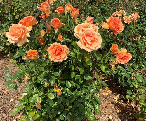 Orange Roses 5
